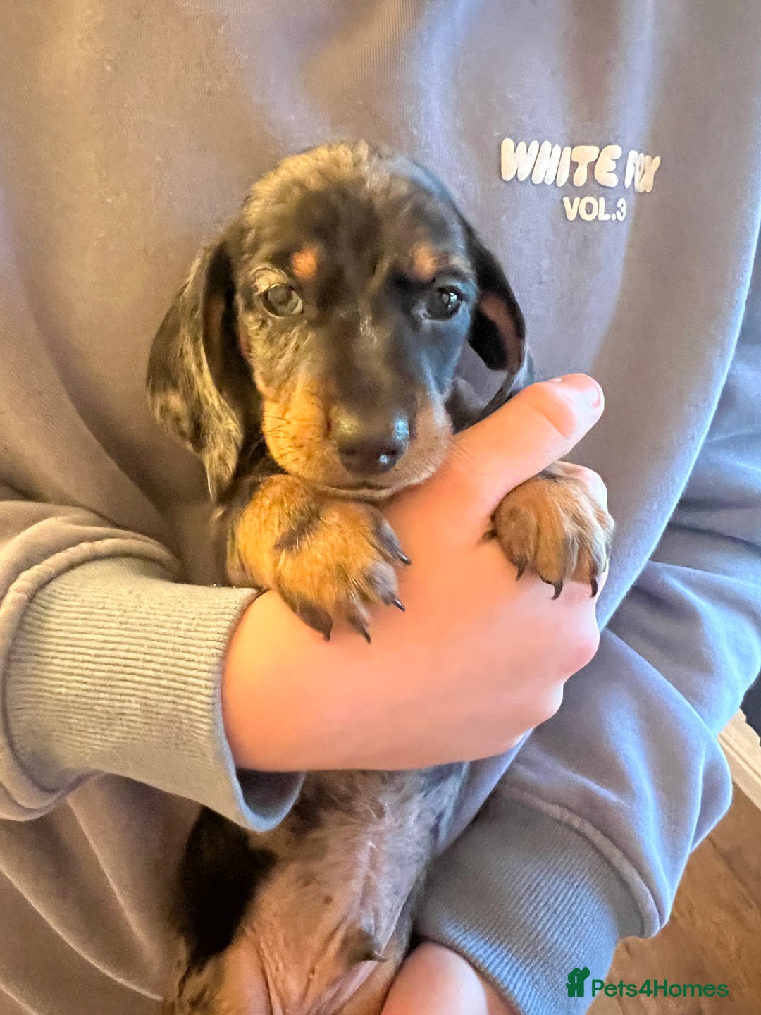 Dachshund dogs for sale: 6 beautiful dachshund puppies for sale - Image 5