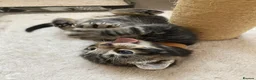 Mixed Breed cats for sale: Last female bengal x ASH x Bombaykittens 🐱 - Advert 30
