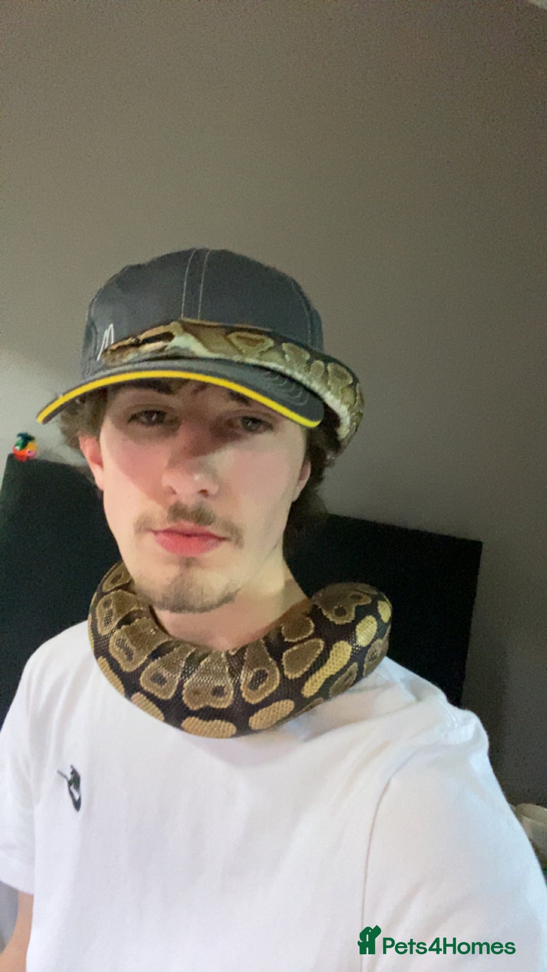 Snake reptiles for sale: 4 snakes need gone - Image 13