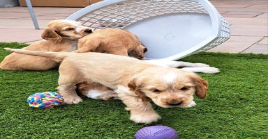 Cocker Spaniel dogs - Advert 4