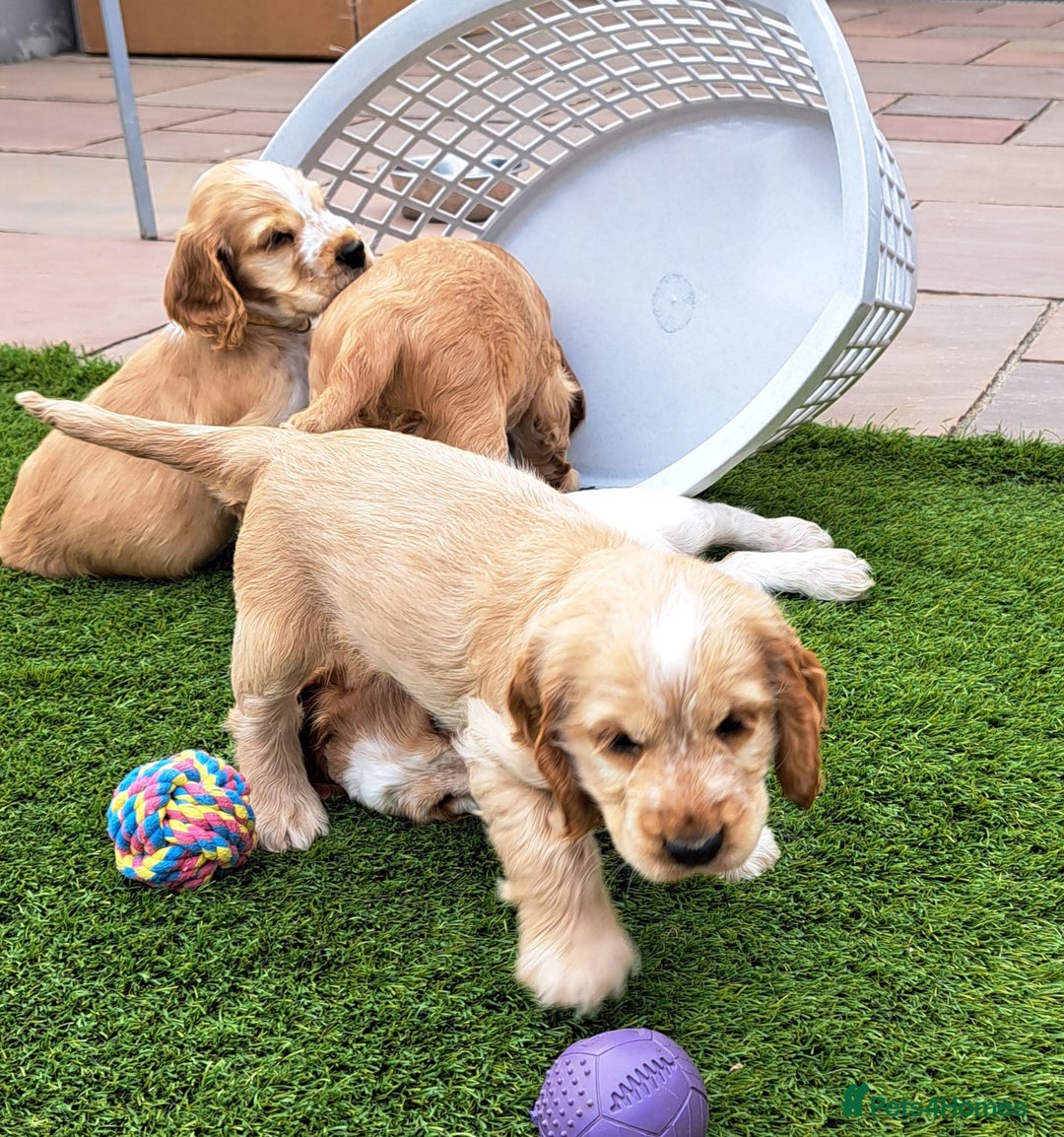 Cocker Spaniel dogs for sale: Exceptionally gorgeous show type Cocker Spaniels - Image 3