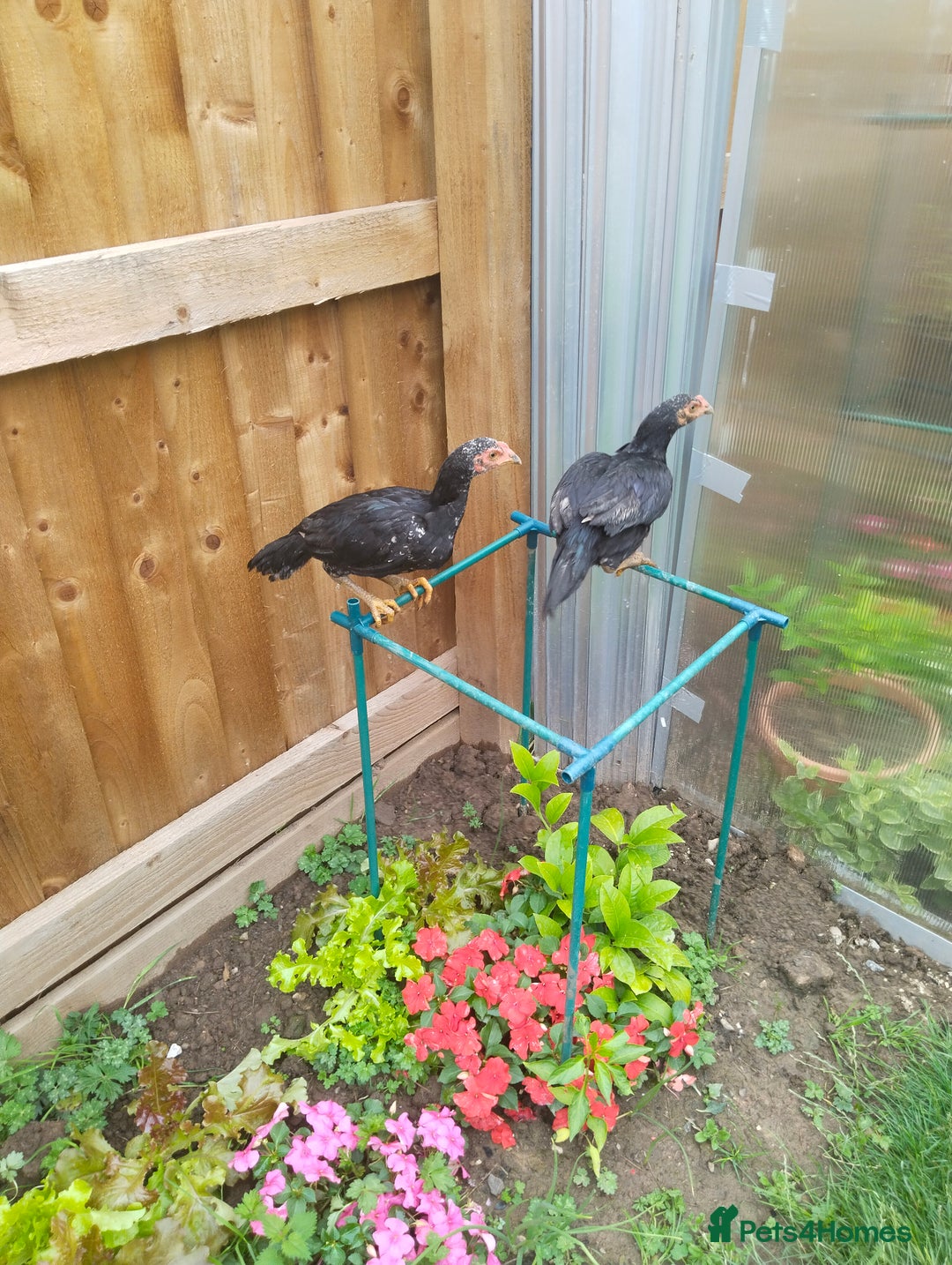 Chickens poultry for sale: Aseel mianwali chicks - Image 3
