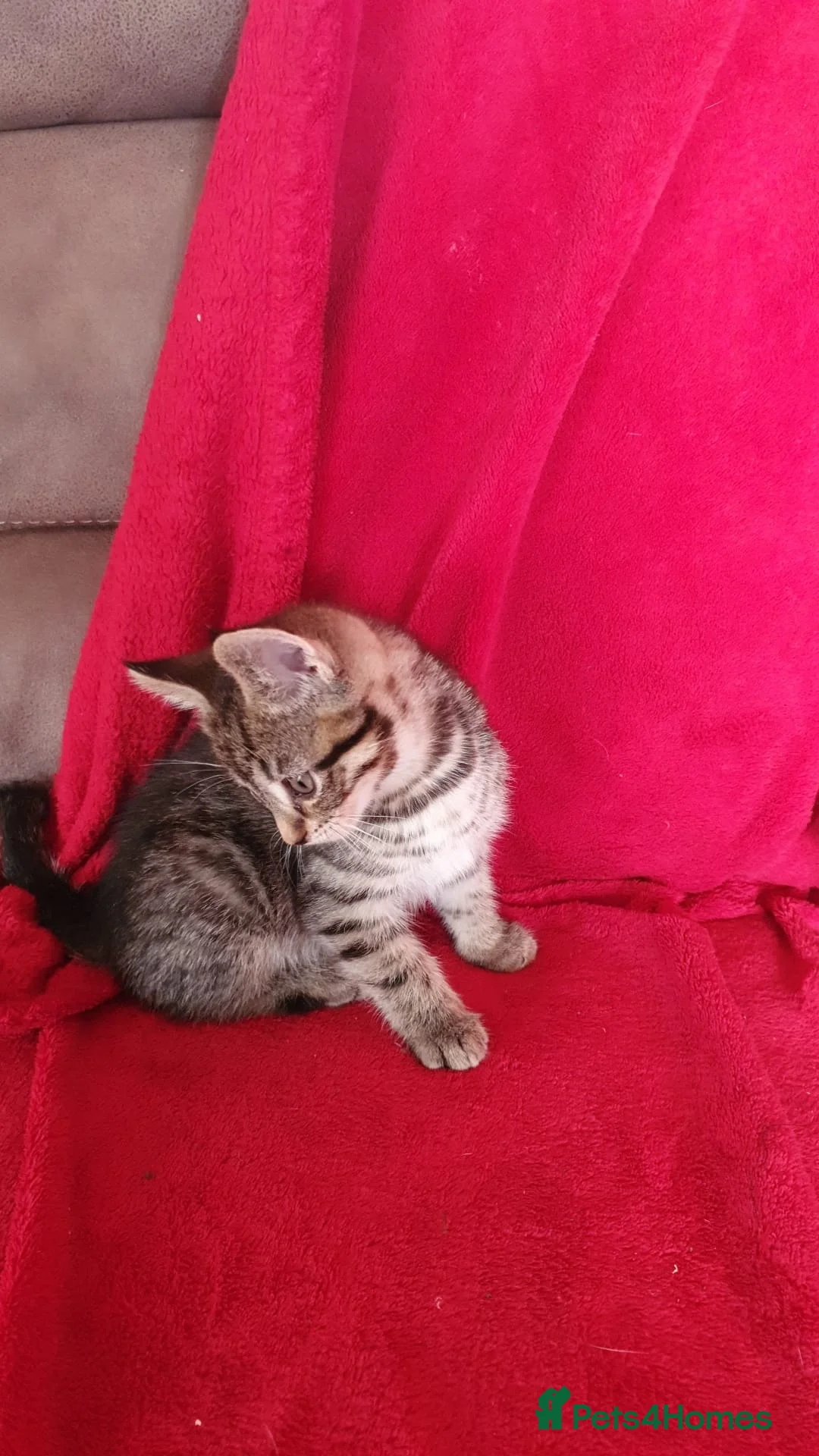 Mixed Breed cats for sale: Handsome tabby boy  - Advert 1
