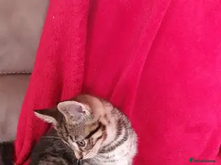 Mixed Breed cats Handsome tabby boy - Advert 2