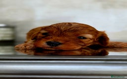 Cavapoo dogs for sale: Exquisit F1 Toy Cavapoos - Health tested Parent - Image 3