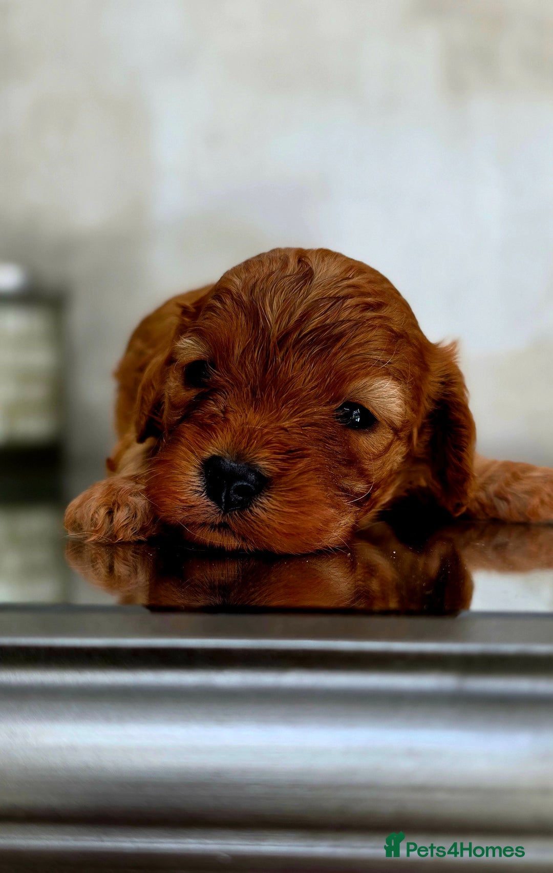 Cavapoo dogs for sale: Exquisit F1 Toy Cavapoos - Health tested Parent - Image 3