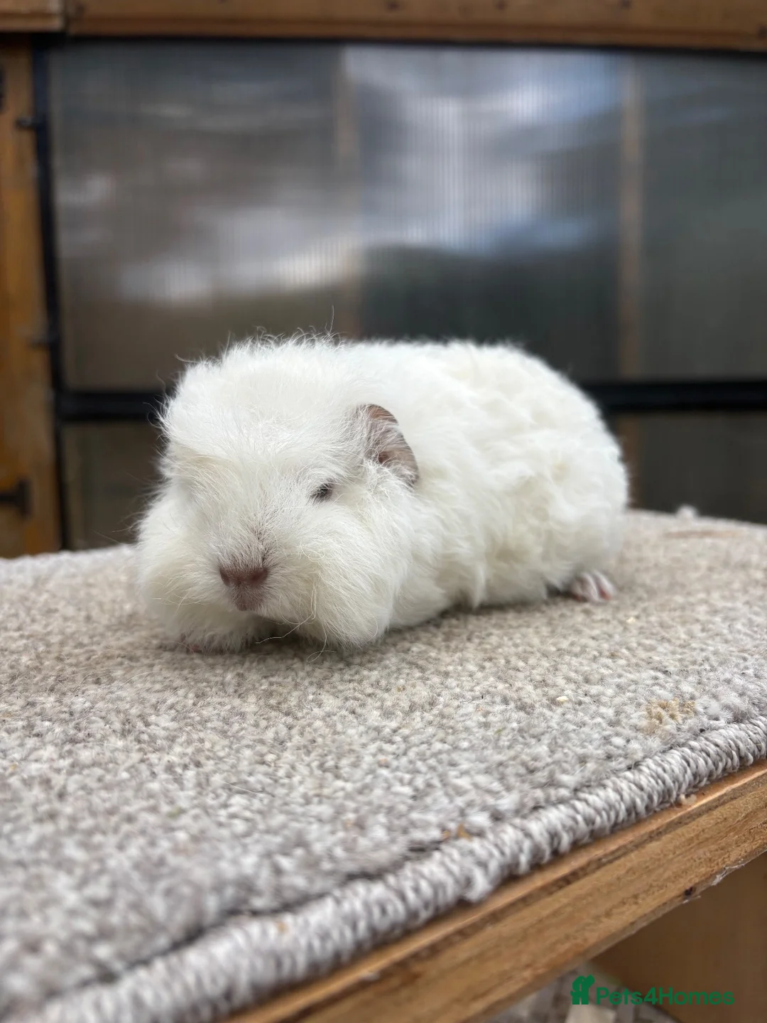 Guinea Pig rodents for sale: Swiss Guinea Pigs - Sows - Advert 10