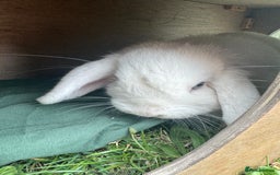 Mini Lop rabbits for sale: Mini Lop - Image 2
