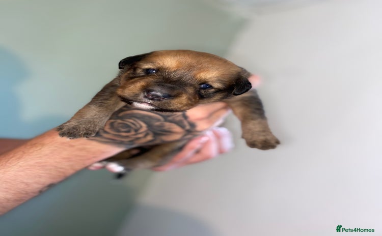 Mixed Breed dogs - Advert 2