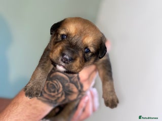 Mixed Breed dogs - Advert 33