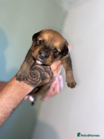 Mixed Breed dogs - Advert 1
