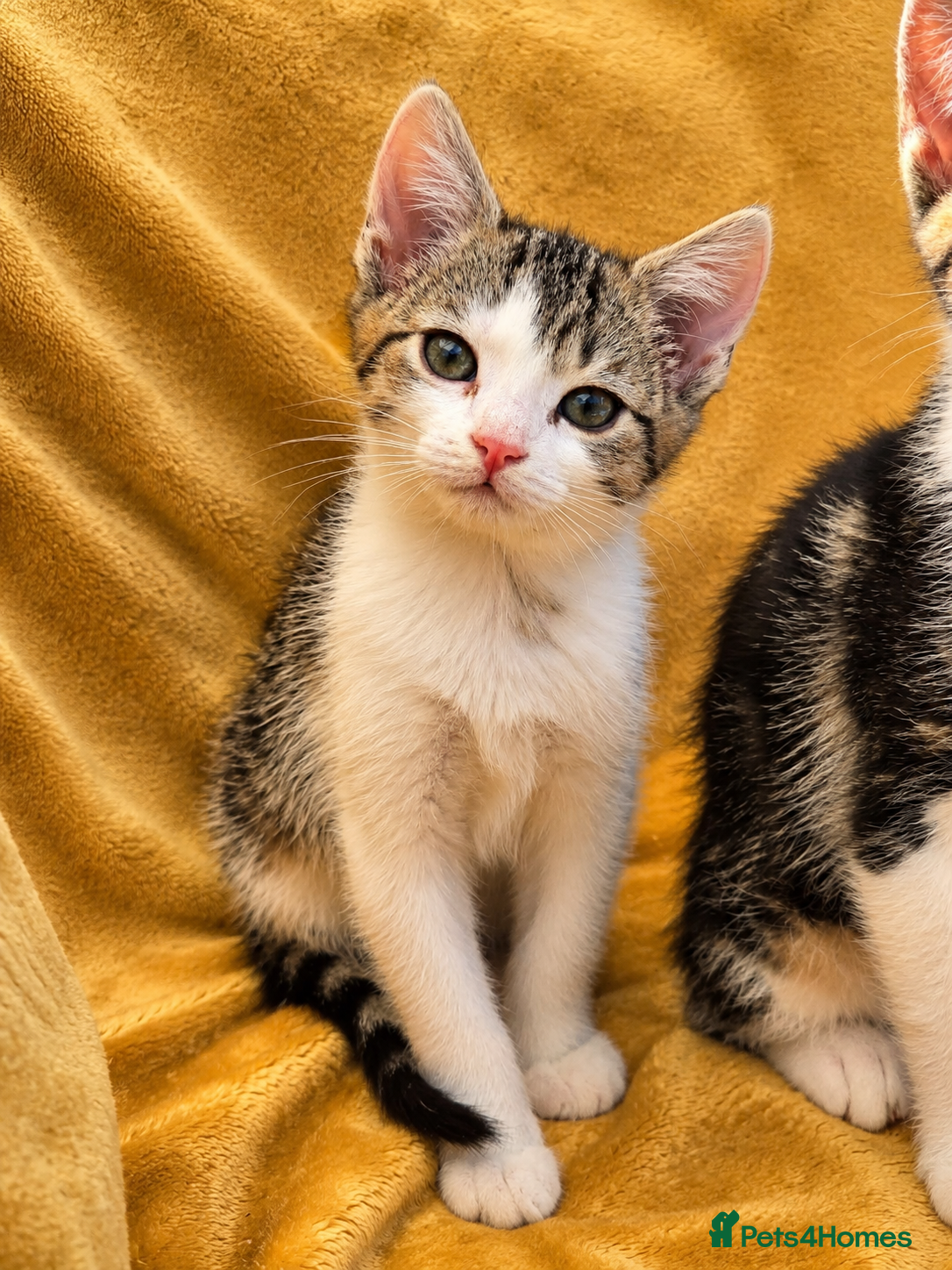 Mixed Breed cats for sale: 5 Beautiful Kittens Who Adore Human Company - Advert 13