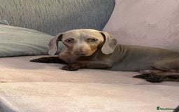 Miniature Dachshund dogs for stud: Isabella Tan Mini Dachshund  - Image 7