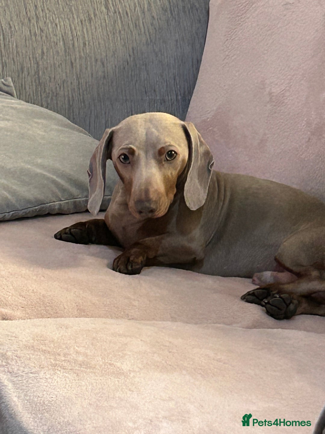 Miniature Dachshund dogs for stud: Isabella Tan Mini Dachshund  - Image 7