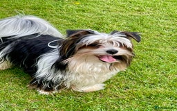 Biewer Terrier dogs for sale: Beautiful Biewer Terrier Pups - Image 14