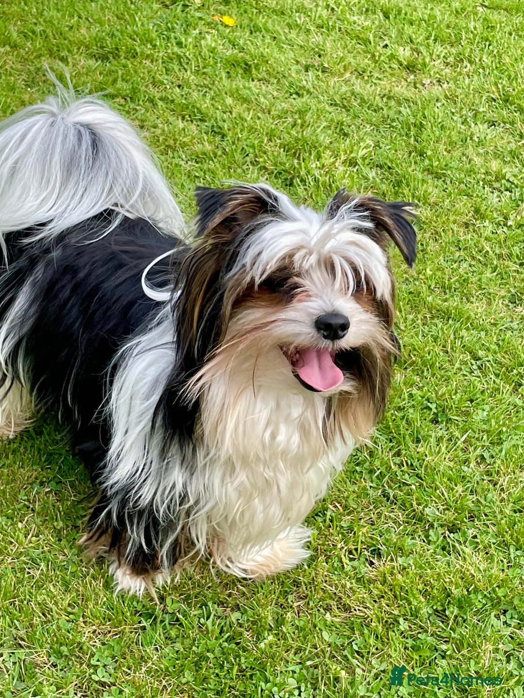 Biewer Terrier dogs for sale: Beautiful Biewer Terrier Pups - Image 14