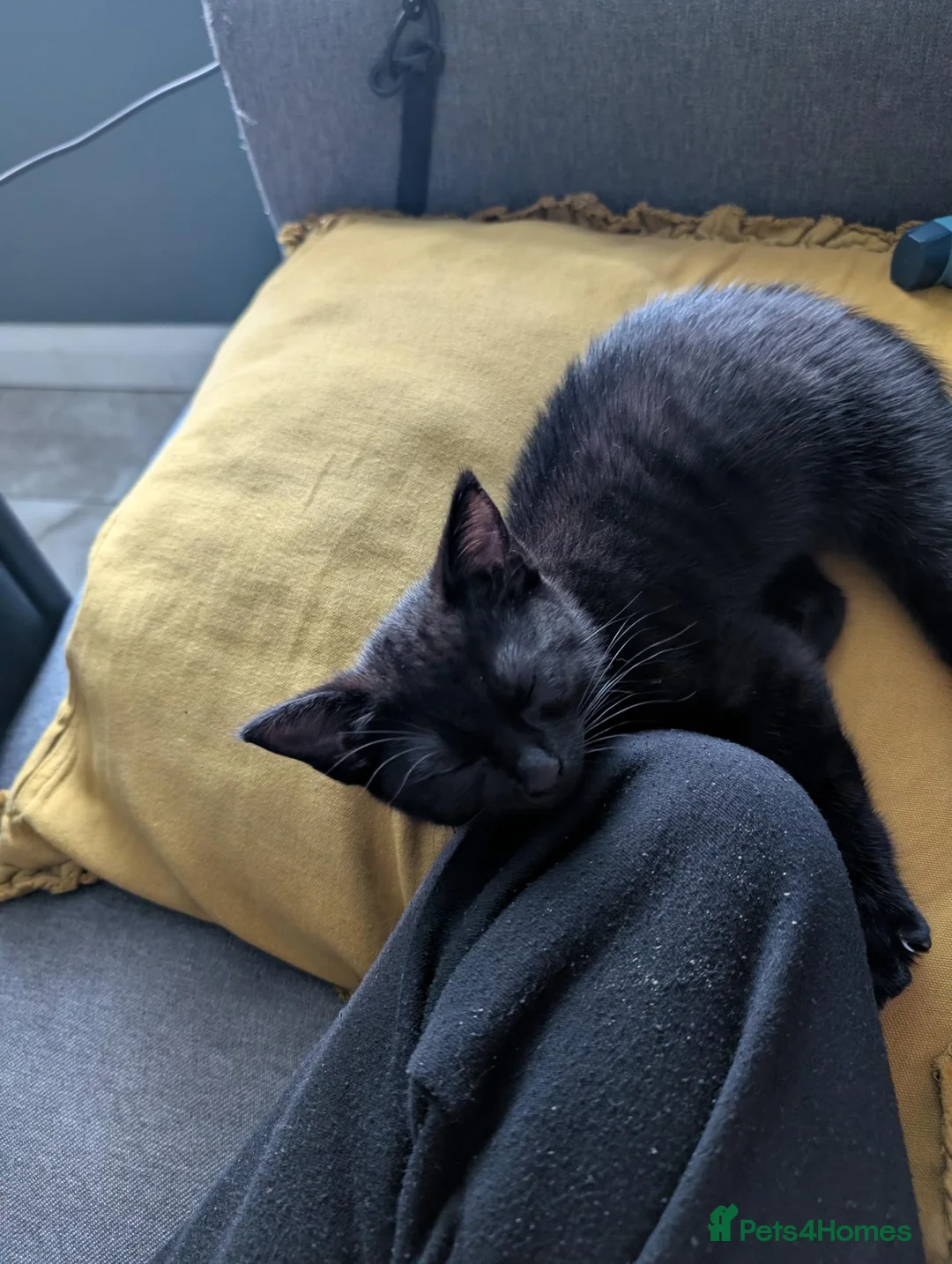 Mixed Breed cats for sale: Lovely Playful Kitten - Advert 6