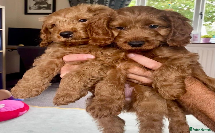 Cockapoo dogs - Advert 2