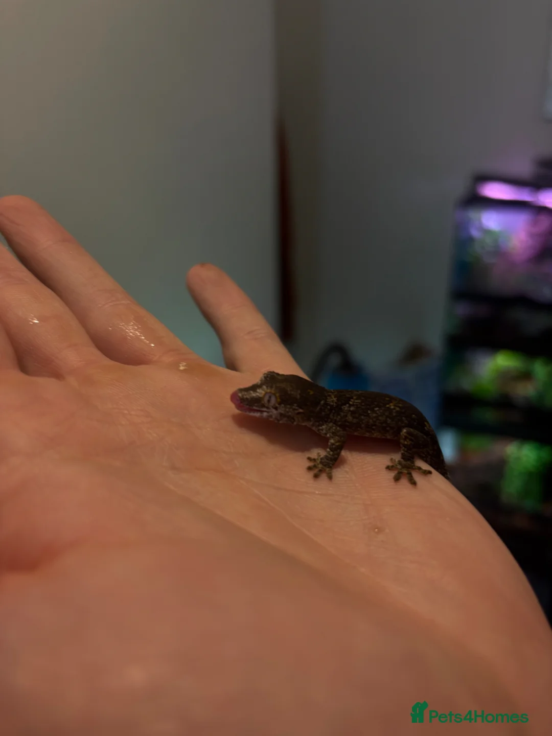 Gecko reptiles for sale: Baby gargoyle geckos  - Advert 7