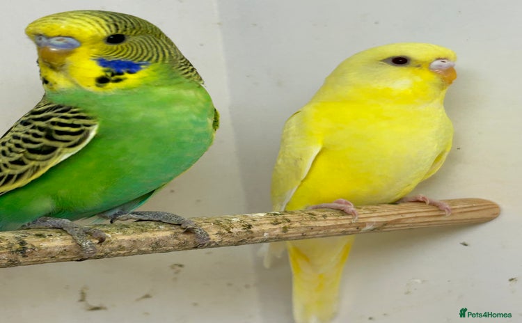 Budgerigars birds - Advert 3