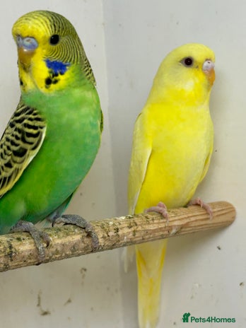 Budgerigars birds - Advert 10