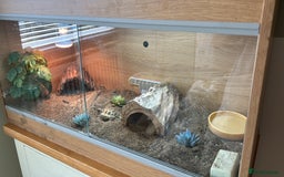 Tortoise reptiles for sale: Shelly The Tortoise  - Image 3