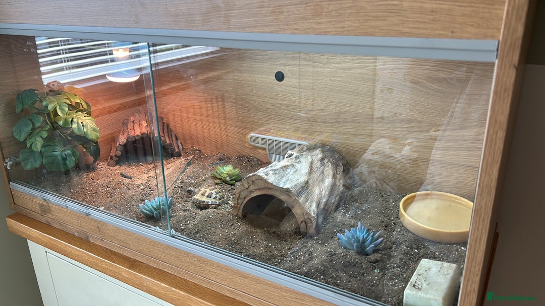 Tortoise reptiles for sale: Shelly The Tortoise  - Image 3