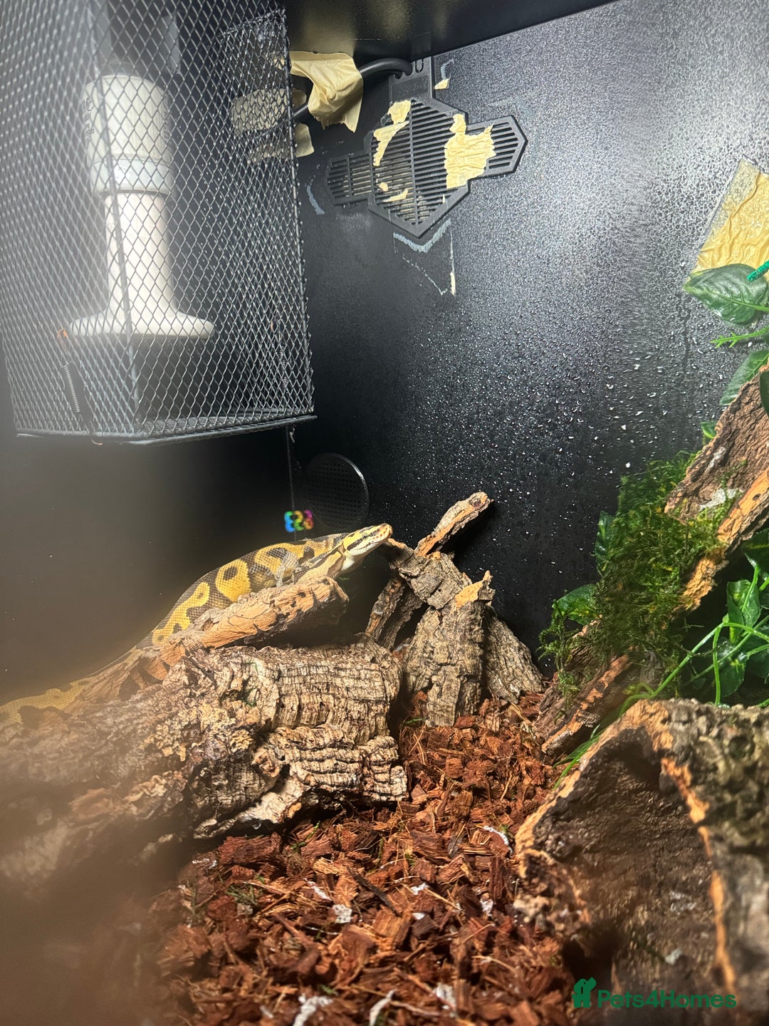 Python Snake reptiles for sale: Beautiful male inferno morph ball python  - Advert 4