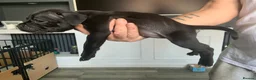 Staffordshire Bull Terrier dogs for sale: Beautiful kc reg Staffordshire bull terriers  - Advert 4