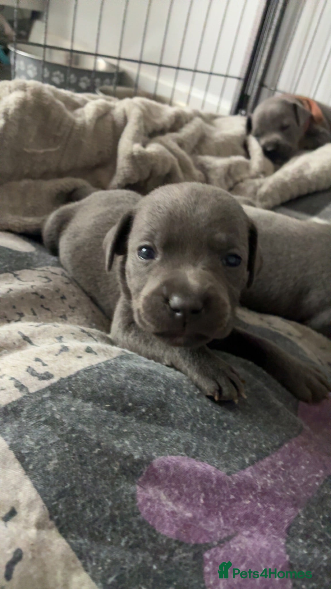 Staffordshire Bull Terrier dogs Stunning Blue Staffordshire Bull Terrier Puppies - Advert 1