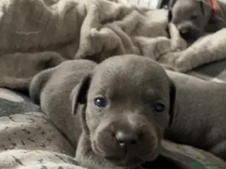 Staffordshire Bull Terrier dogs Stunning Blue Staffordshire Bull Terrier Puppies - Advert 1