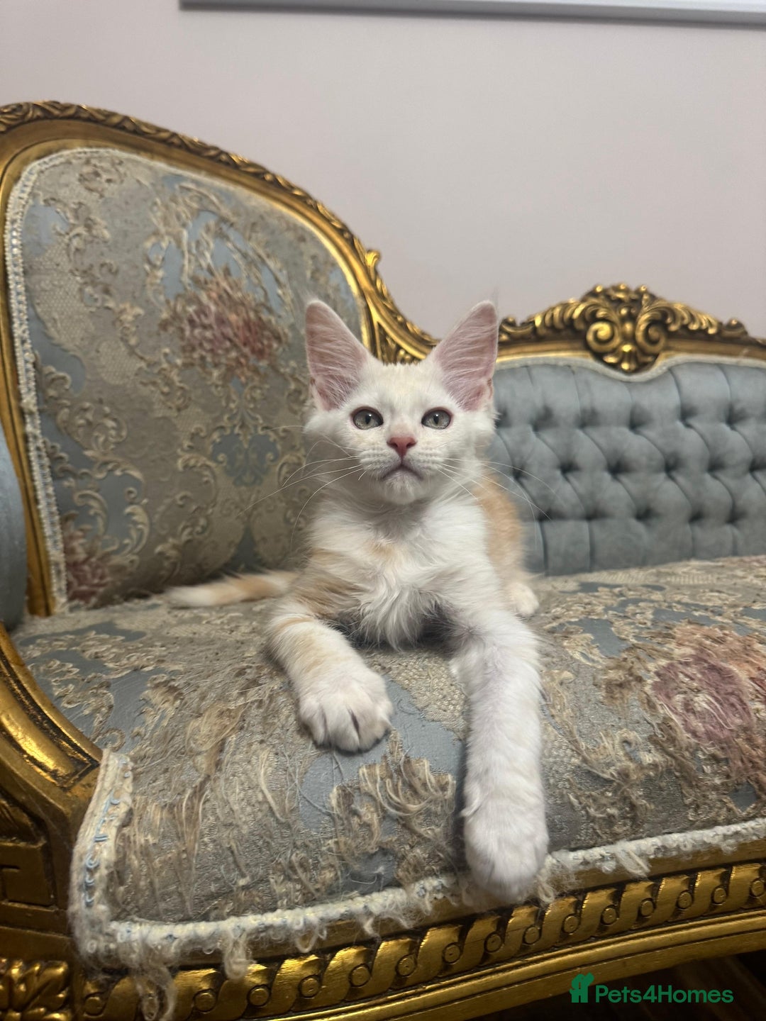 Maine Coon cats for sale: Maine Coon Kittens 🏆 20+ gen 🧬 pedigree 🎄🎄🎄 - Advert 2