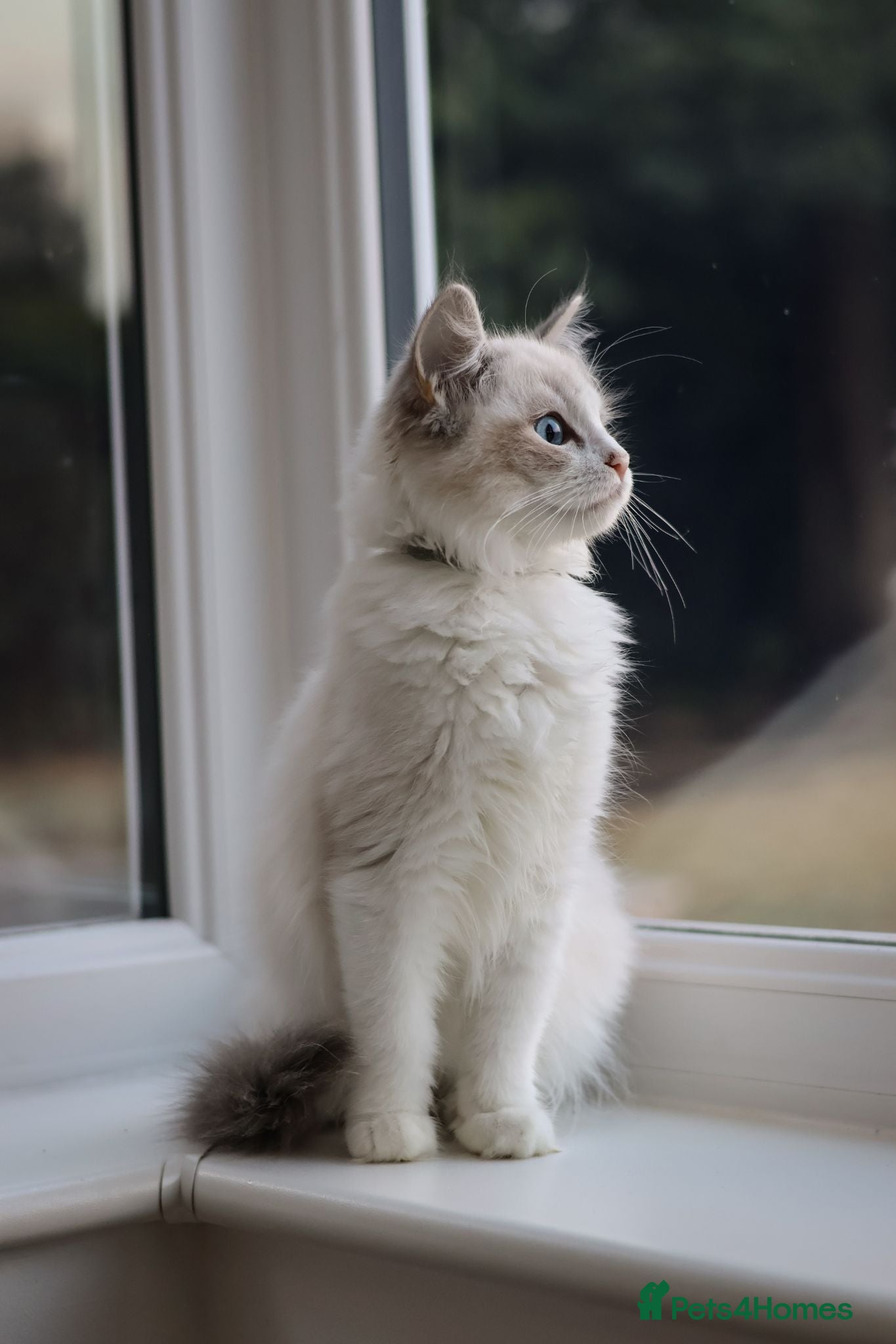 Ragdoll cats Tica Registered 💎 Ragdoll Kittens - Advert 2