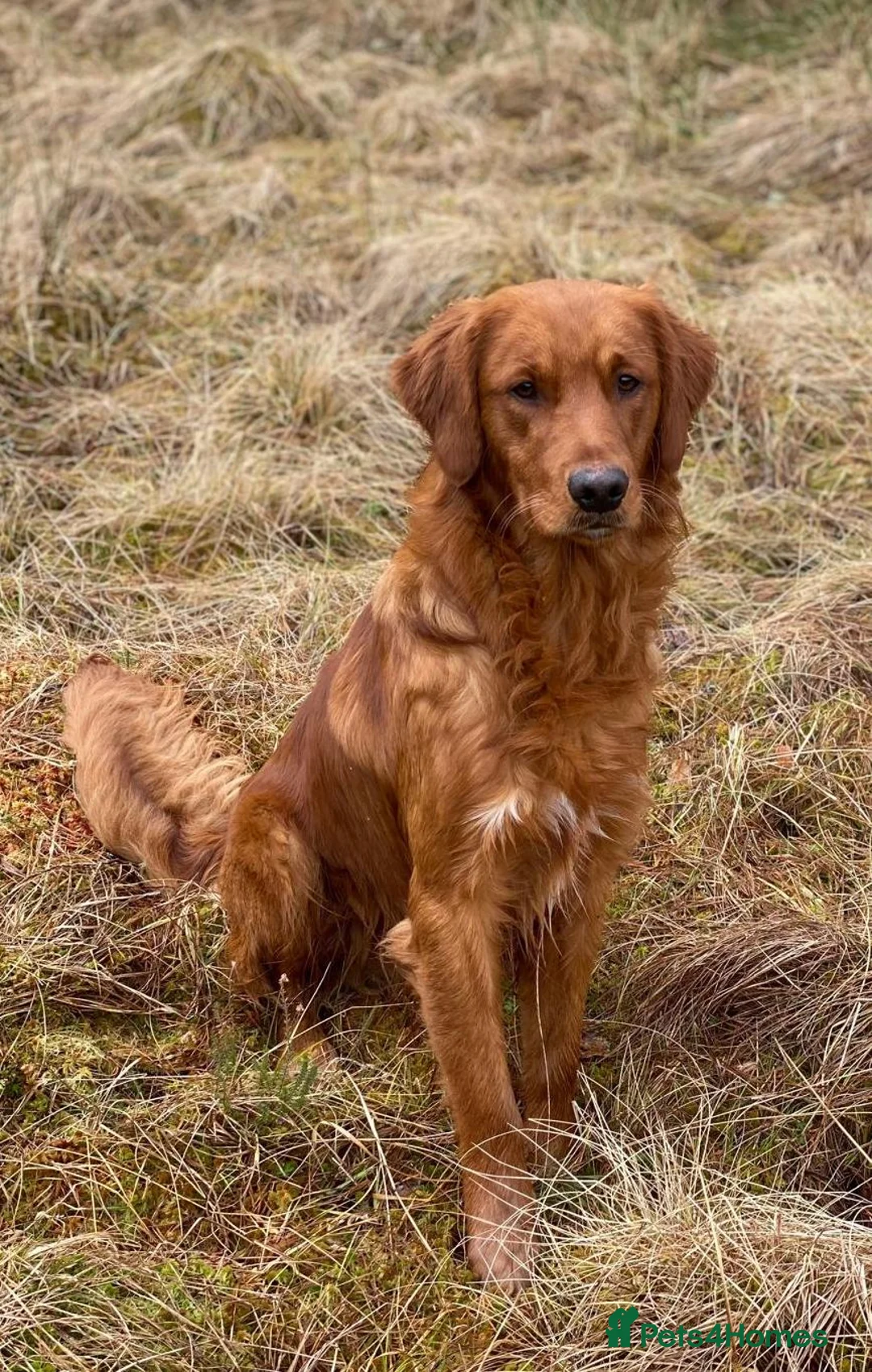 Golden Retriever dogs for stud: STUNNING RED STUD DOG, FULLY HEALTH TESTED in Bristol - Advert 18