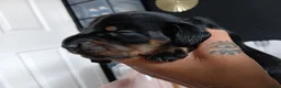 Miniature Dachshund dogs for sale: MINI DACHSHUND PUPS. PRA CLEAR.  - Advert 22
