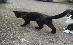 Domestic Shorthair cats for sale: 2 Cats for sale - Image 2