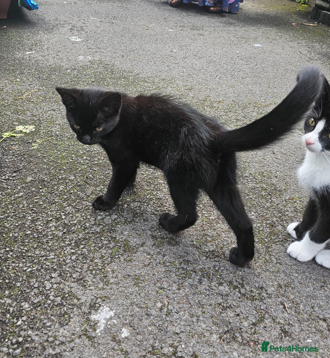 Domestic Shorthair cats for sale: 2 Cats for sale - Image 2