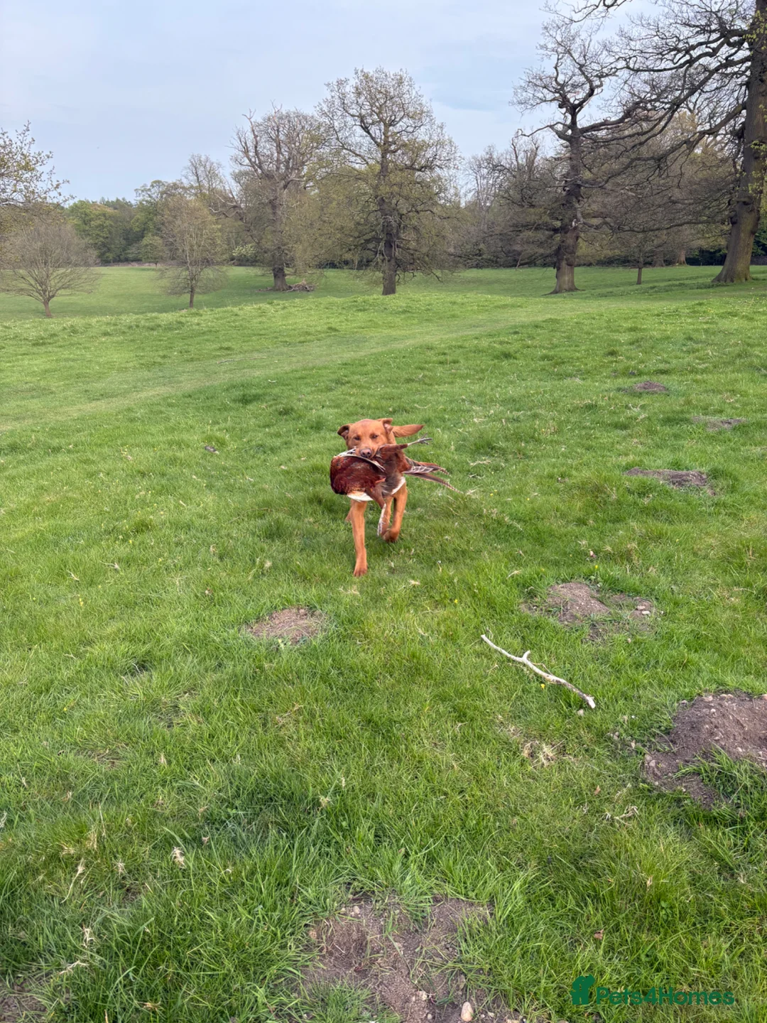 Labrador Retriever dogs for stud: Fox red Labrador for stud - Advert 8