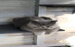 British Shorthair cats for stud: 💙 BIG BLUE STUD EAST MIDLANDS 💙 in Derby - Image 6