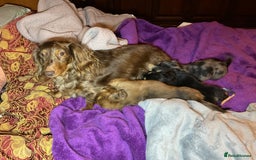Dachshund dogs for sale: KC reg PRA clear gorgeous puppies - Image 9