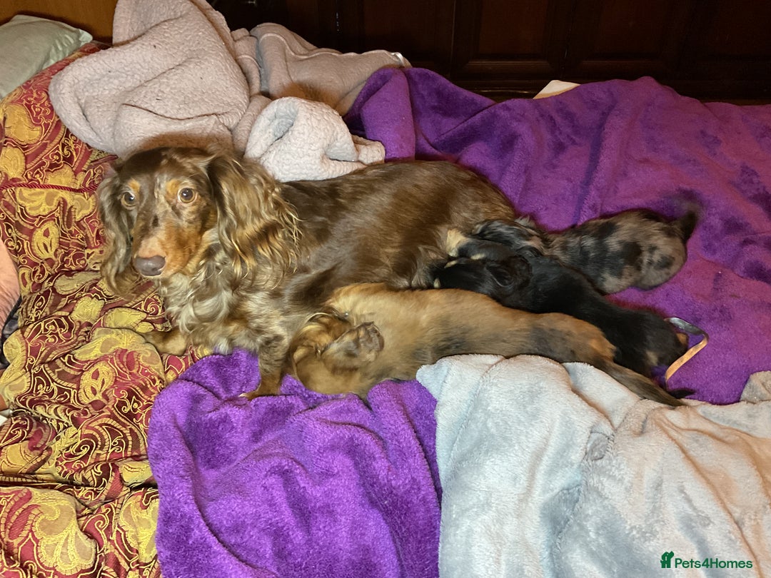 Dachshund dogs for sale: KC reg PRA clear gorgeous puppies - Image 9