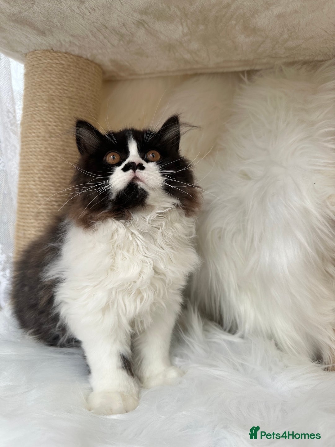 British Longhair cats for sale: Champion line PEDIGREE BLH/BSH kittens 🩵🩷💙 - Image 4