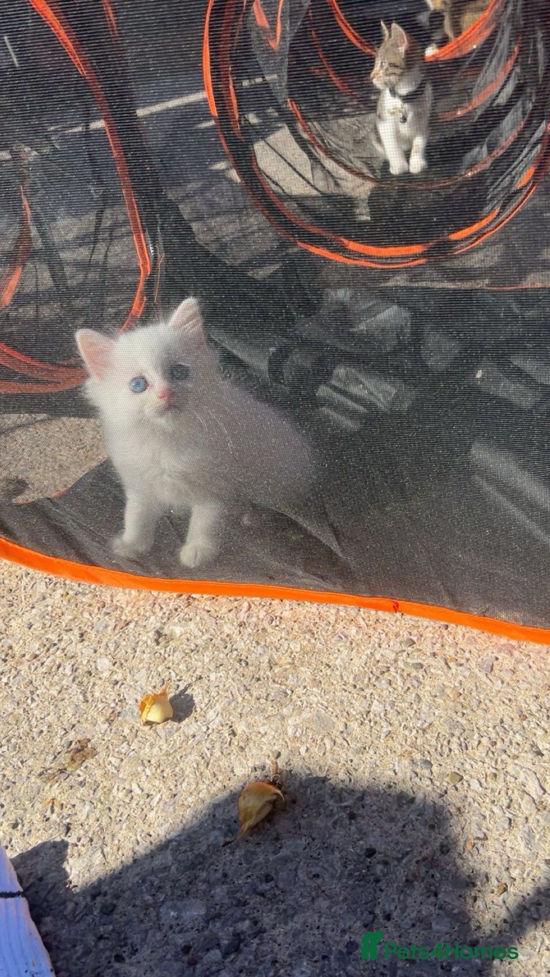 Ragdoll cats for sale: Rag doll mix female. - Image 2