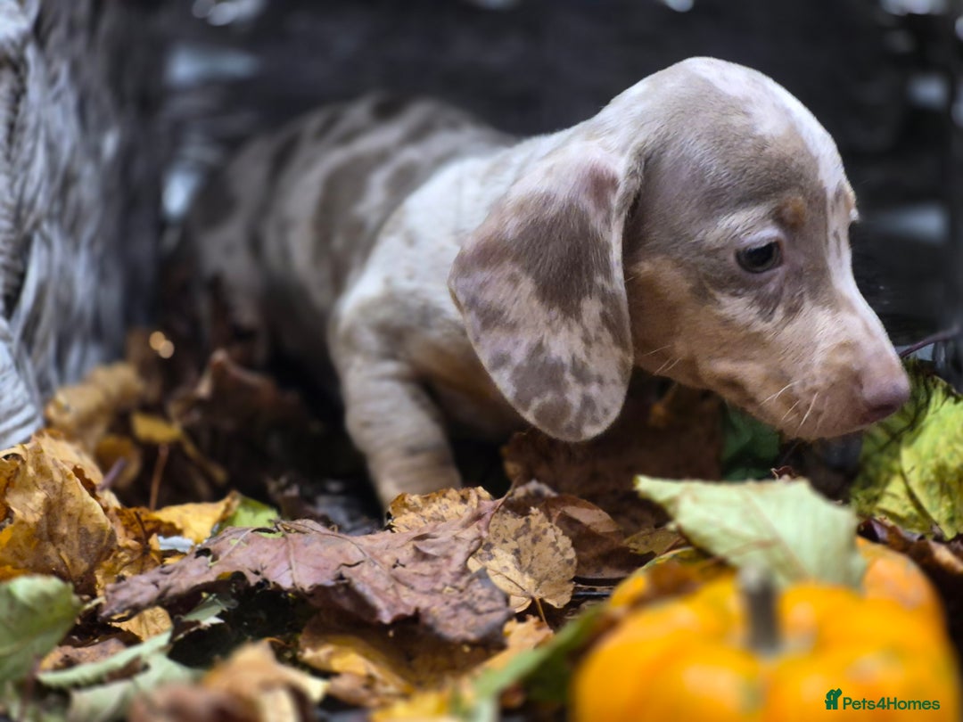Miniature Dachshund dogs for sale: TRUE MINIATURE DASCHUND BABIES only 5 - Image 37