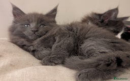 Maine Coon cats for sale: Maine Coon Kittens - Image 27
