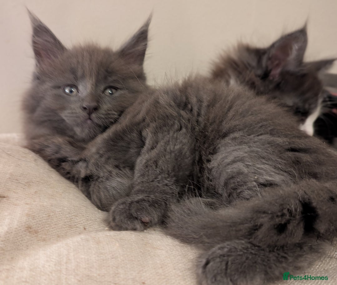 Maine Coon cats for sale: Maine Coon Kittens - Image 27