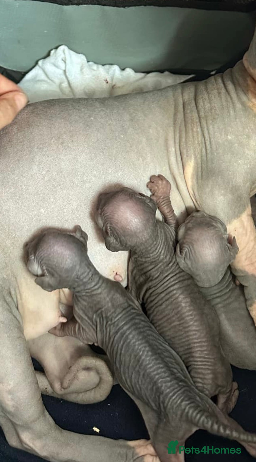Sphynx cats for sale: Champion sphynx kitten - Image 4