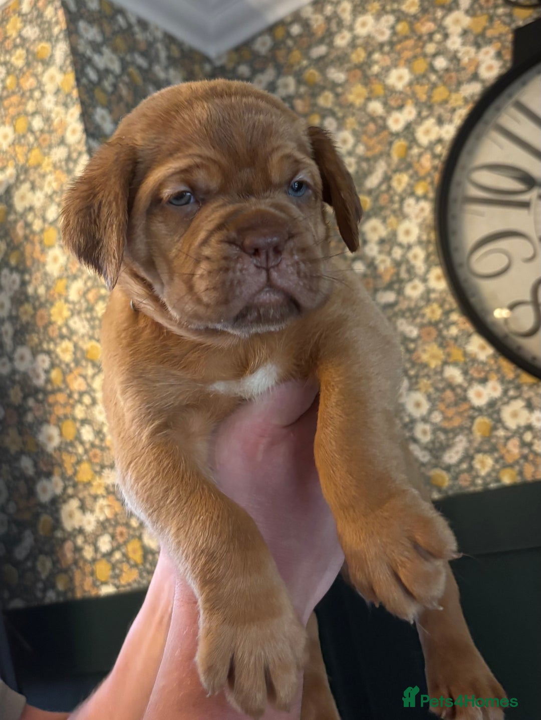 Dogue De Bordeaux dogs for sale: 6 stunning chunky Douge de Bordeux pups - Image 23