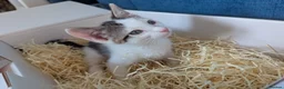 Mixed Breed cats for sale: Black and white female kitten in Dagenham - Advert 7