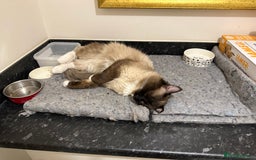 Ragdoll cats for sale: 🐾 Loving 21-Month-Old Male Seal Mitted Ragdoll 🐾 - Image 23
